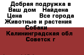 Добрая подружка,в Ваш дом!!!Найдена › Цена ­ 10 - Все города Животные и растения » Собаки   . Калининградская обл.,Советск г.